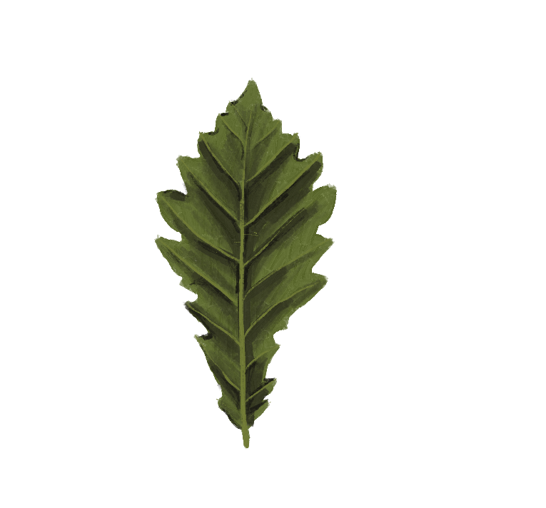 una hoja de roble